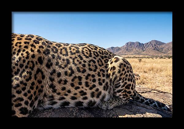 Jaguar Rosette Patterns