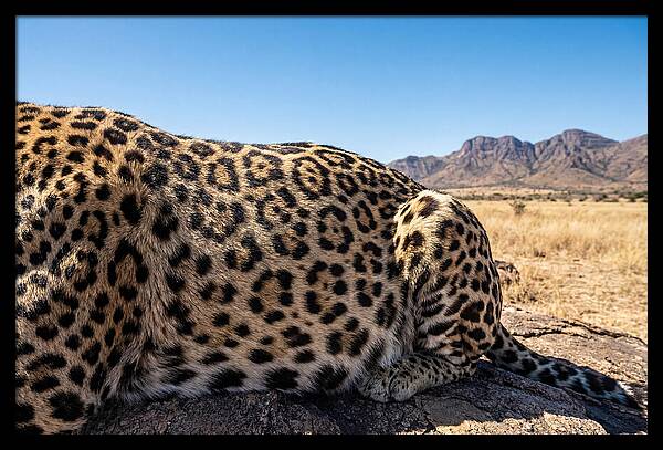 Jaguar Rosette Patterns