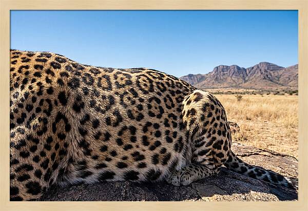 Jaguar Rosette Patterns