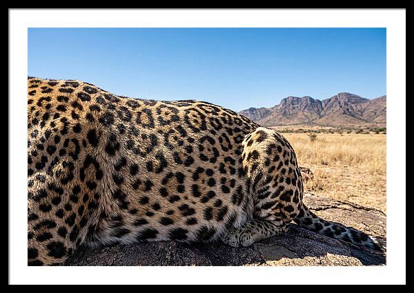 Jaguar Art