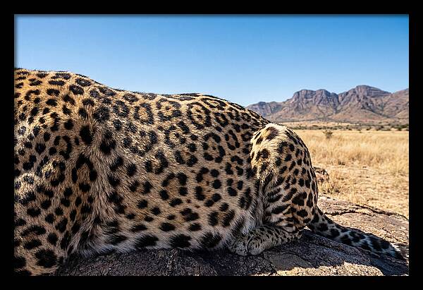 Jaguar Rosette Patterns