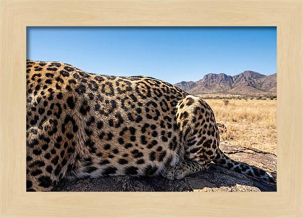 Jaguar Rosette Patterns