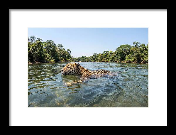 Jaguar Swimming Gracefully