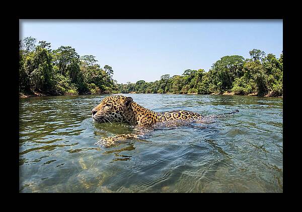 Jaguar Swimming Gracefully
