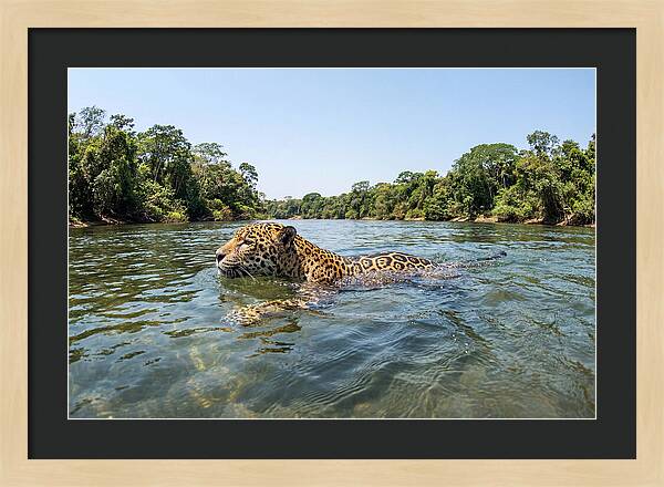 Jaguar Swimming Gracefully