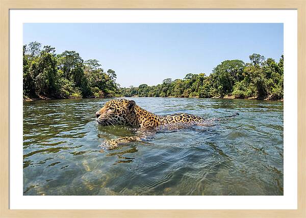Jaguar Swimming Gracefully