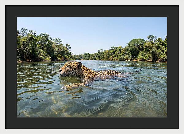 Jaguar Swimming Gracefully