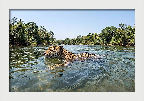 Jaguar Swimming Gracefully