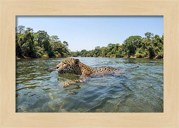 Jaguar Swimming Gracefully