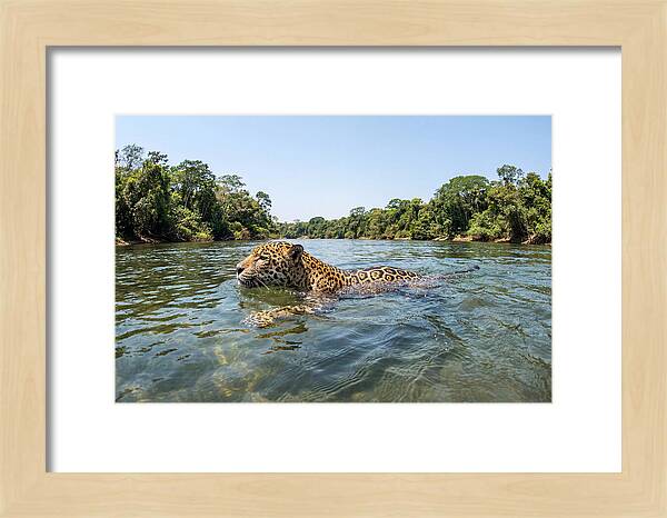 Jaguar Swimming Gracefully