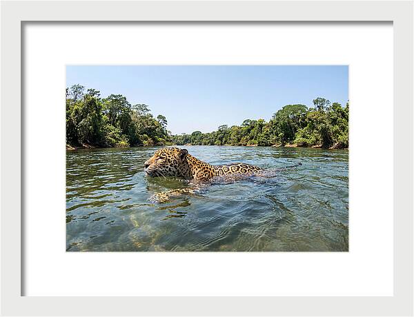 Jaguar Swimming Gracefully