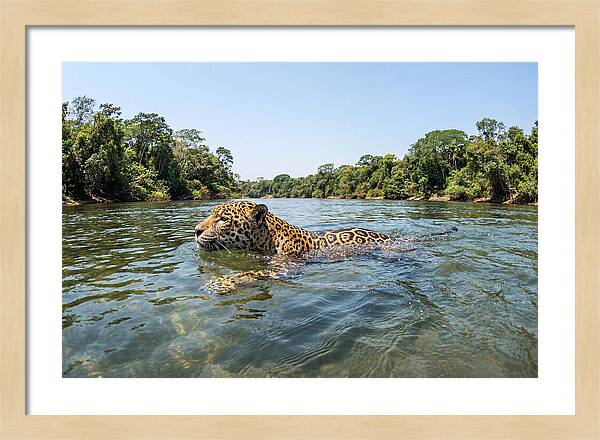 Jaguar Swimming Gracefully