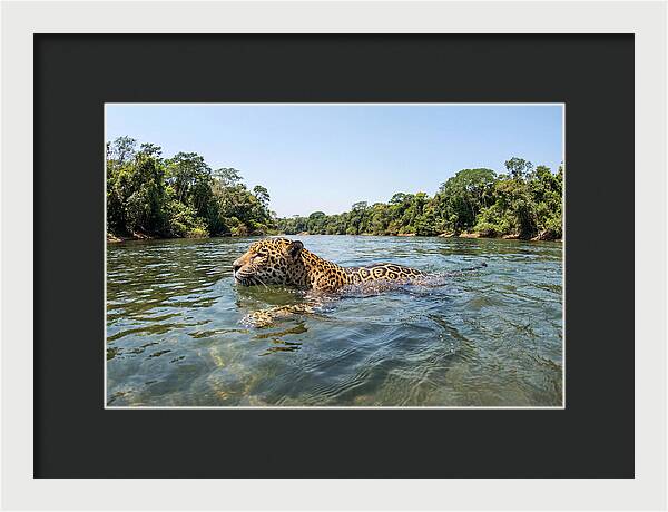 Jaguar Swimming Gracefully