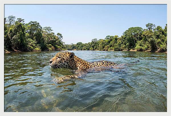 Jaguar Swimming Gracefully