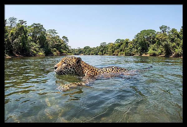 Jaguar Swimming Gracefully