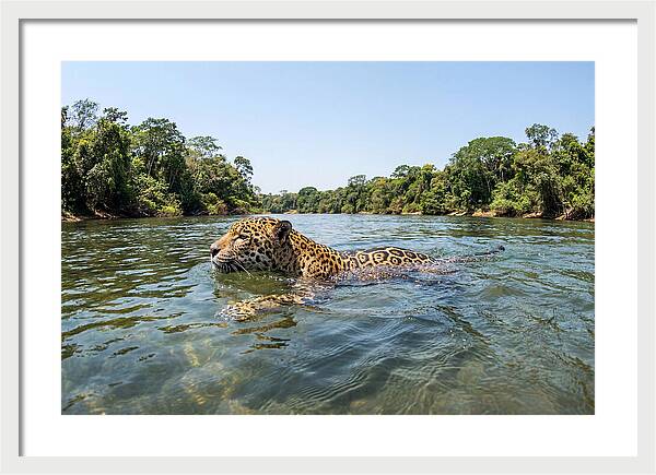 Jaguar Swimming Gracefully
