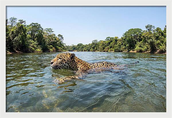 Jaguar Swimming Gracefully