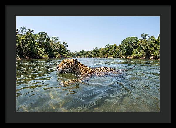 Jaguar Swimming Gracefully