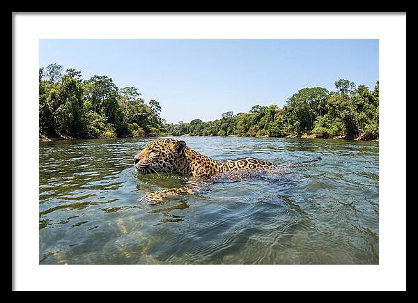 Jaguar Swimming Gracefully