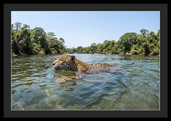 Jaguar Swimming Gracefully