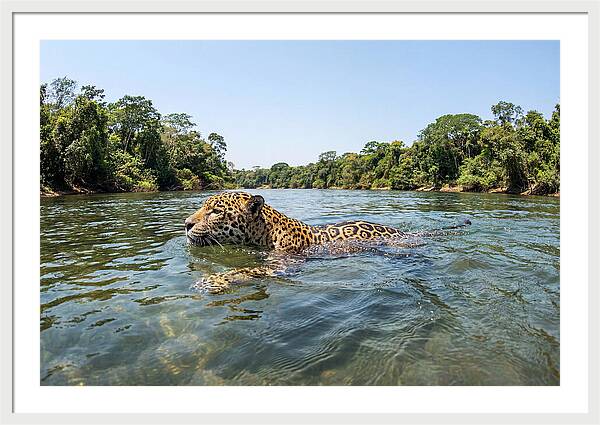 Jaguar Swimming Gracefully