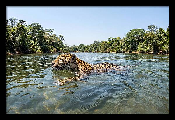 Jaguar Swimming Gracefully