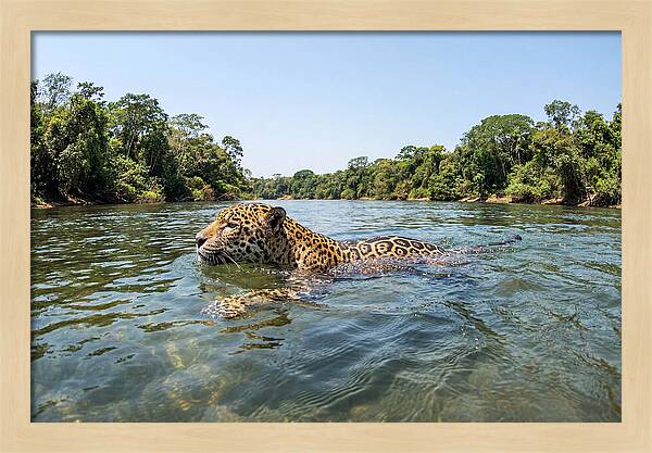 Jaguar Swimming Gracefully