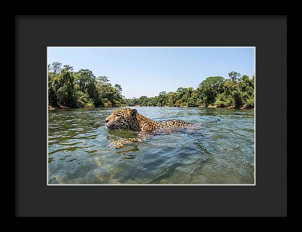 Jaguar Swimming Gracefully
