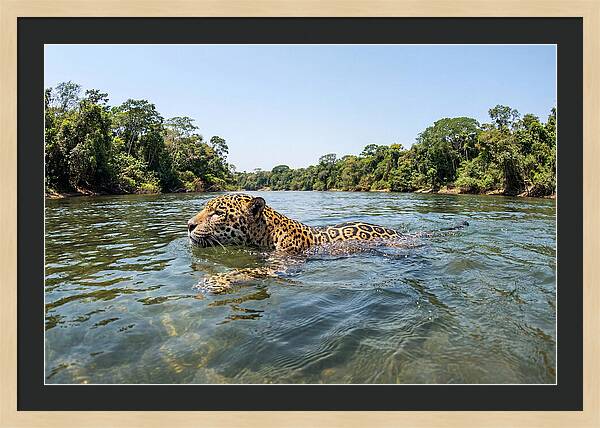 Jaguar Swimming Gracefully