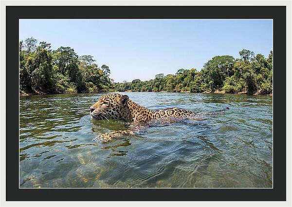 Jaguar Swimming Gracefully