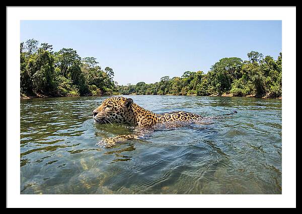 Jaguar Swimming Gracefully