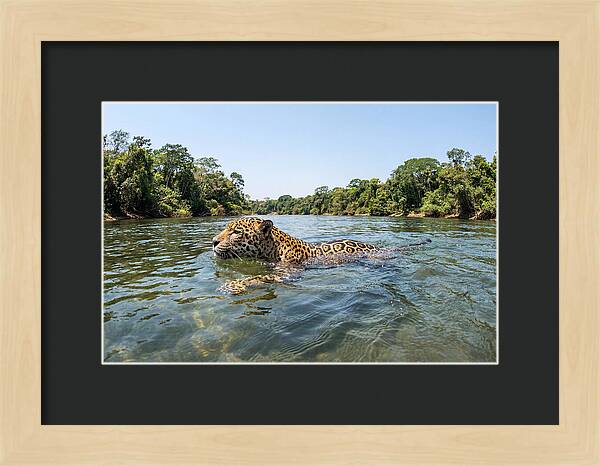 Jaguar Swimming Gracefully