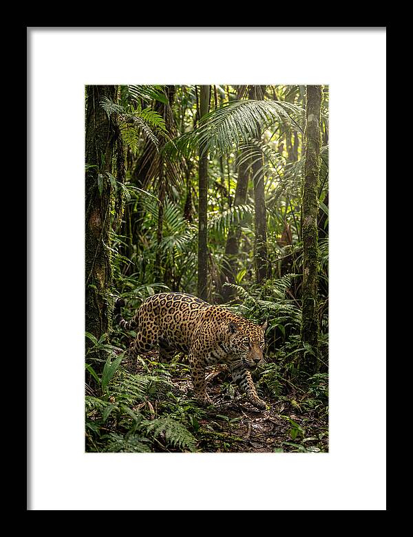 Jaguar Walking Through Lush Rainforest