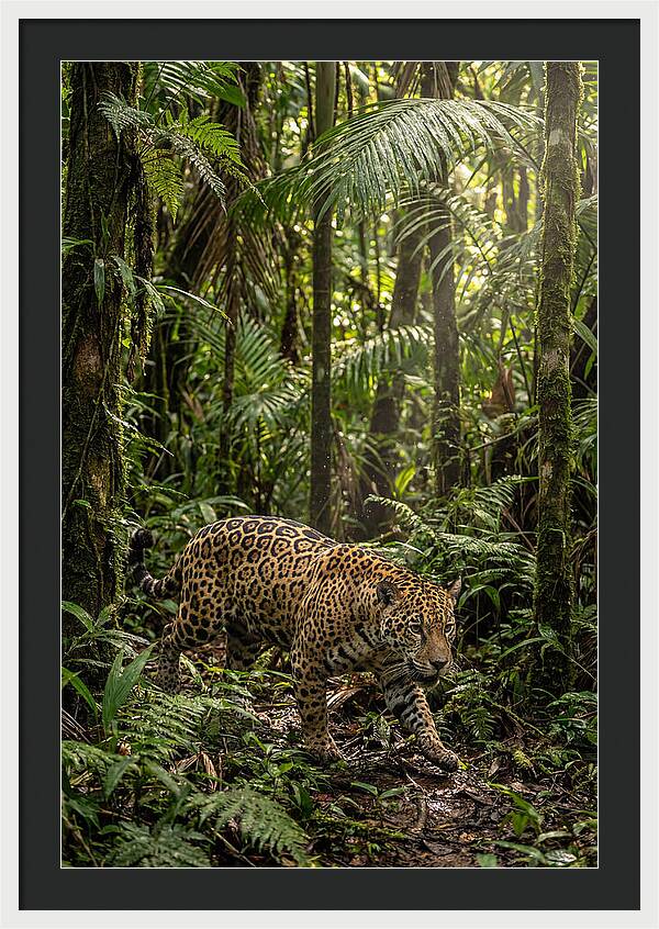Jaguar Walking Through Lush Rainforest