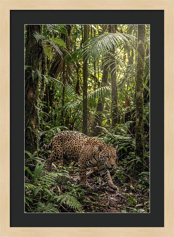 Jaguar Walking Through Lush Rainforest