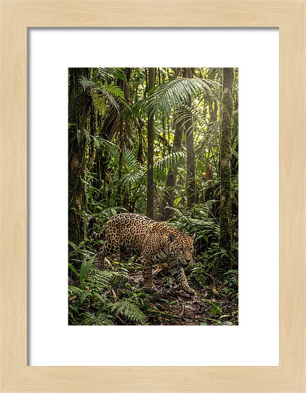 Jaguar Walking Through Lush Rainforest