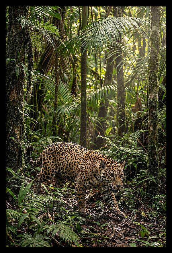 Jaguar Walking Through Lush Rainforest