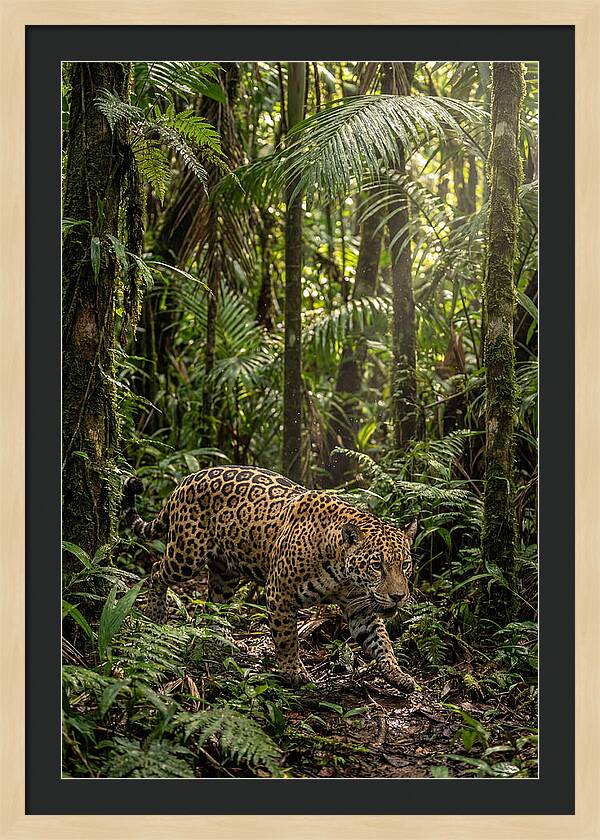 Jaguar Walking Through Lush Rainforest