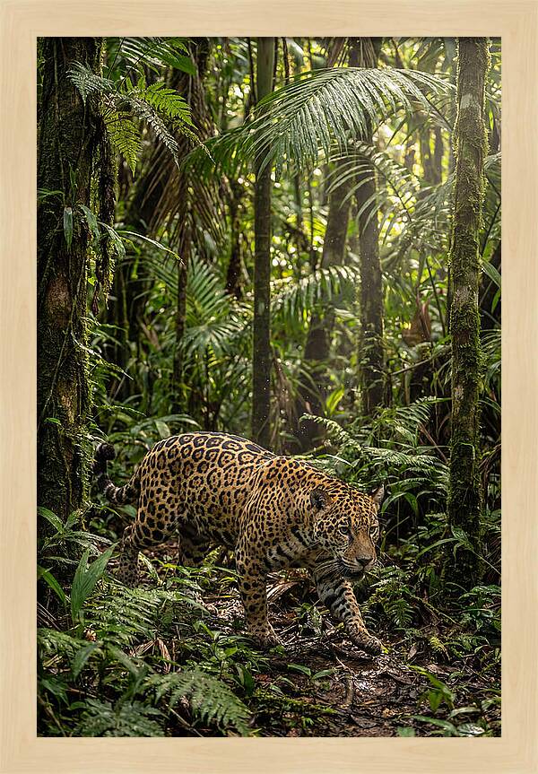 Jaguar Walking Through Lush Rainforest