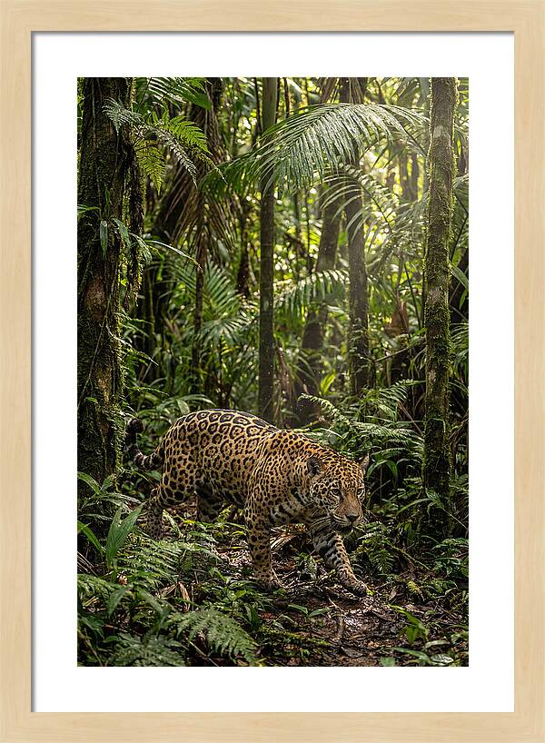 Jaguar Walking Through Lush Rainforest