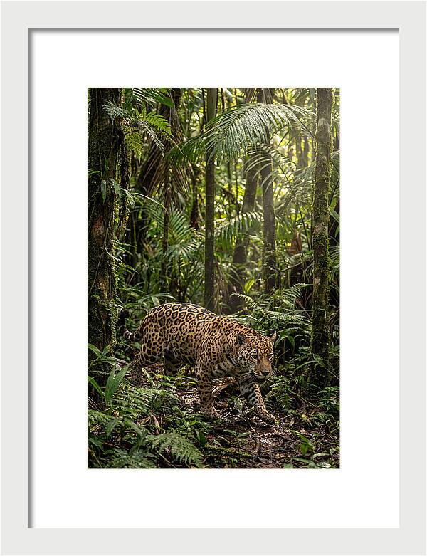 Jaguar Walking Through Lush Rainforest