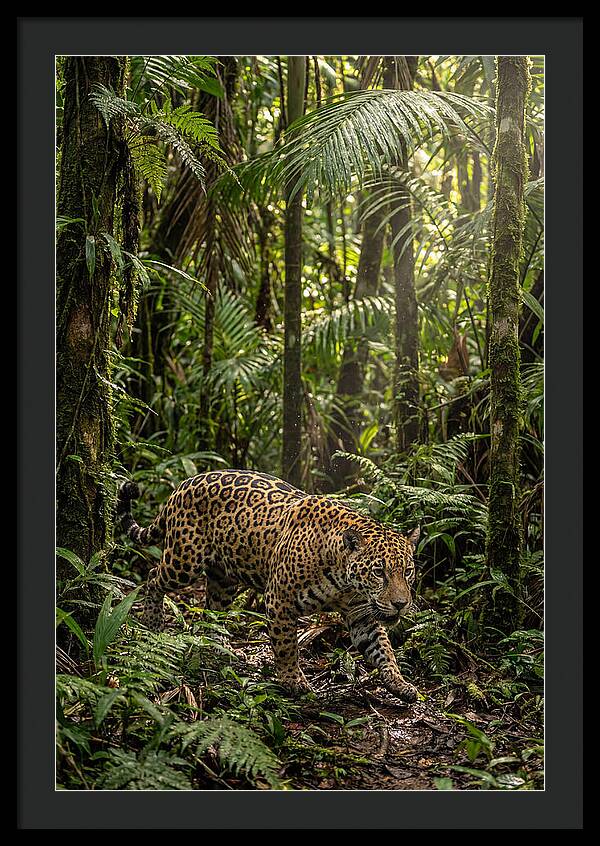 Jaguar Walking Through Lush Rainforest