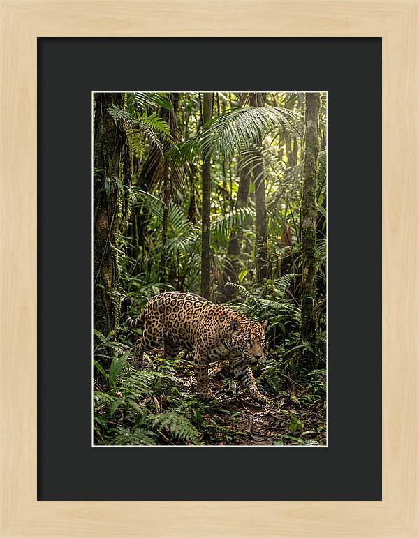 Jaguar Walking Through Lush Rainforest