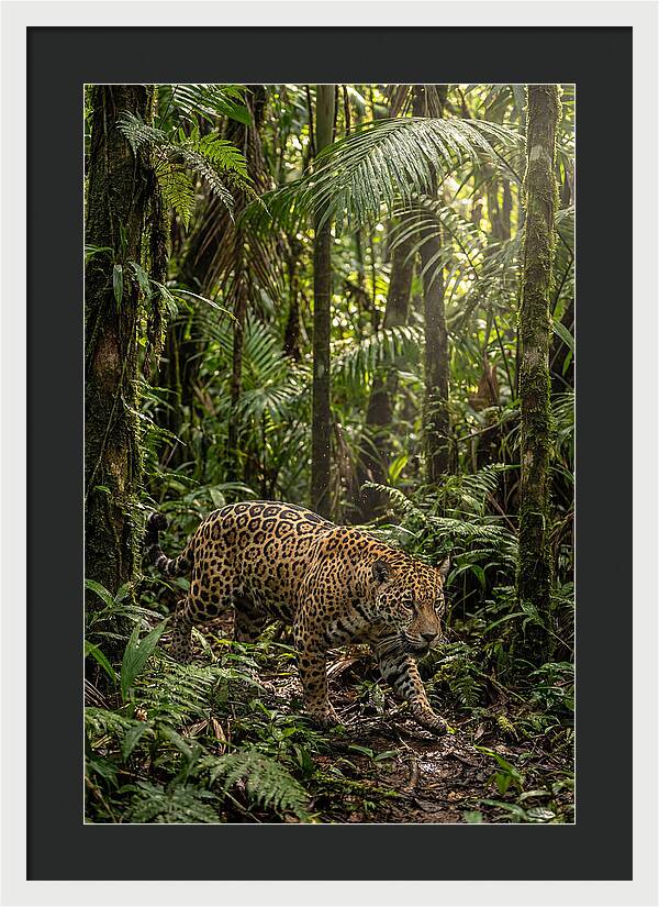 Jaguar Walking Through Lush Rainforest