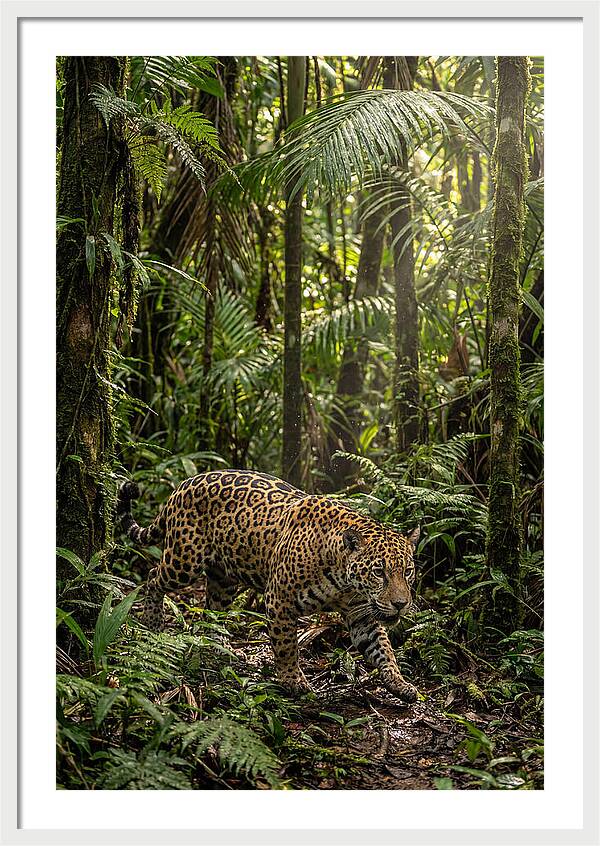 Jaguar Walking Through Lush Rainforest