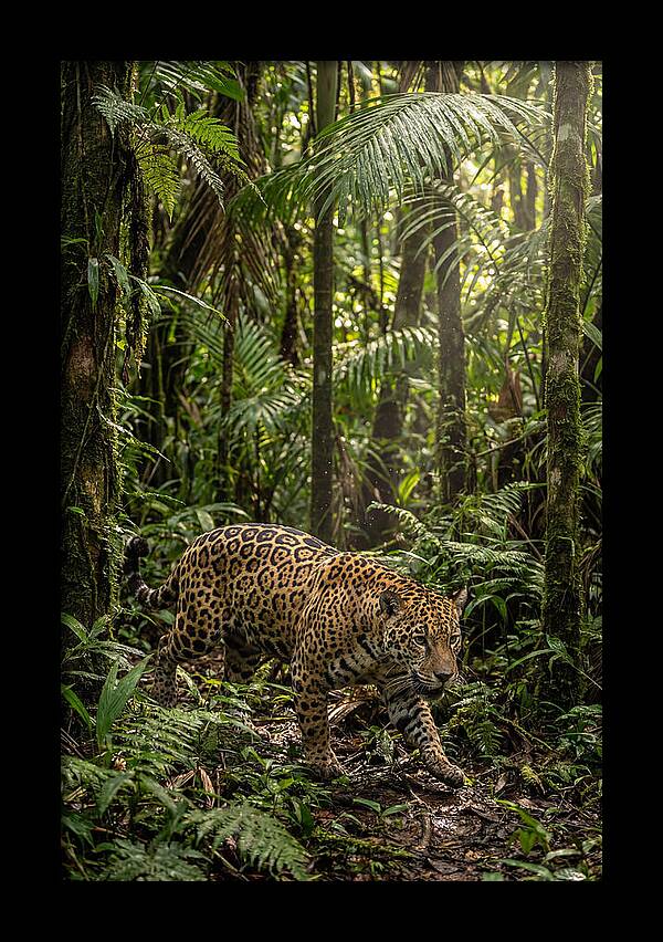 Jaguar Walking Through Lush Rainforest