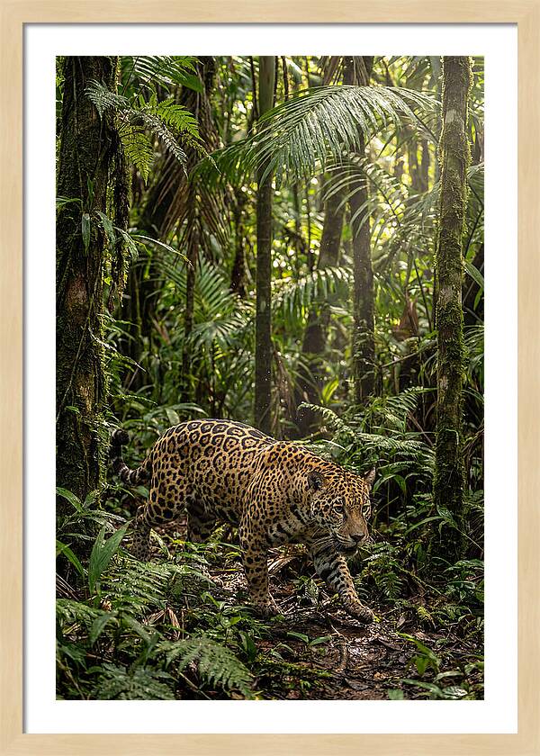 Jaguar Walking Through Lush Rainforest