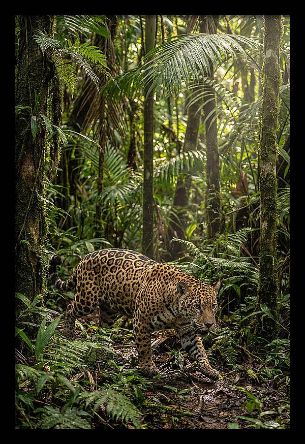 Jaguar Walking Through Lush Rainforest