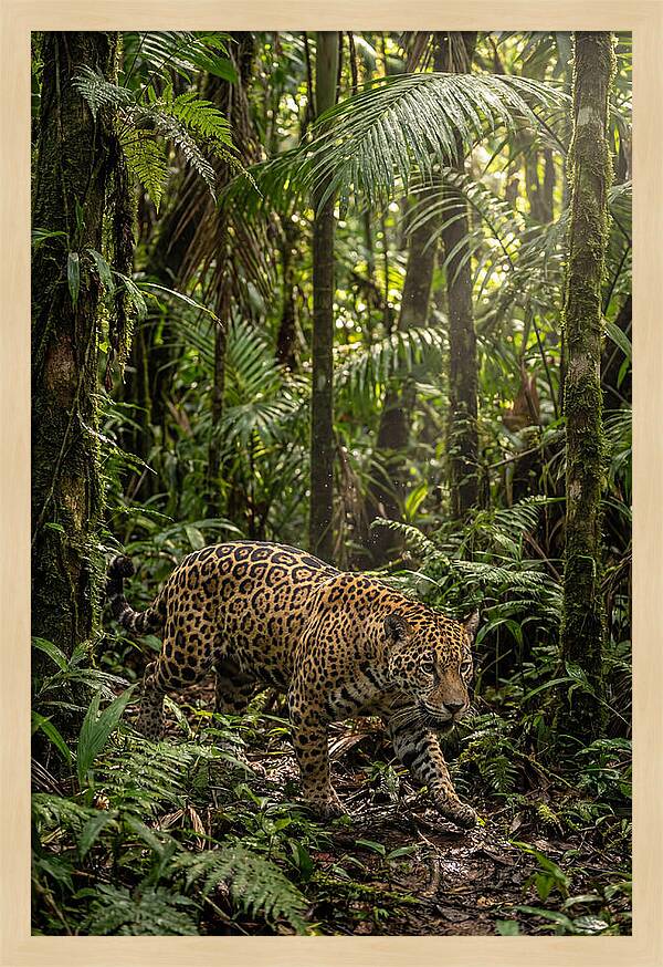 Jaguar Walking Through Lush Rainforest