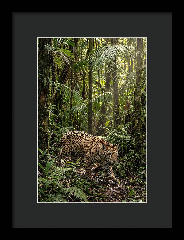 Jaguar Walking Through Lush Rainforest
